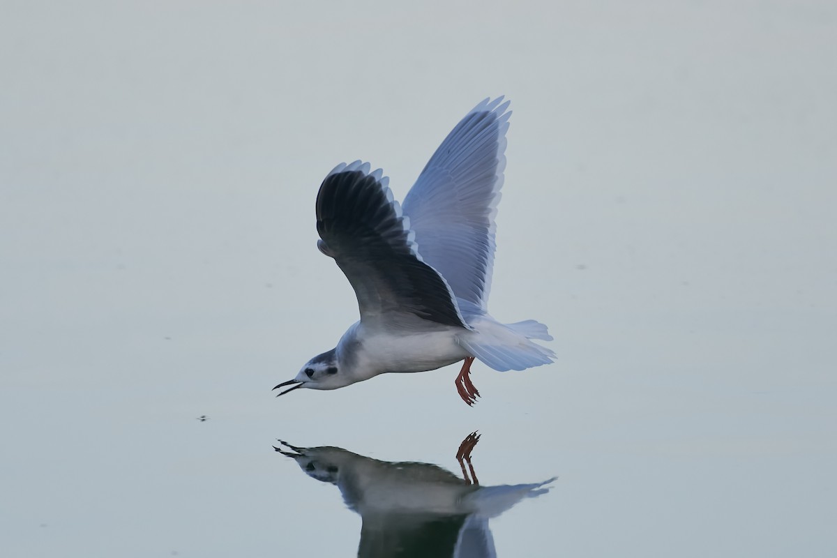 Little Gull - ML519972801