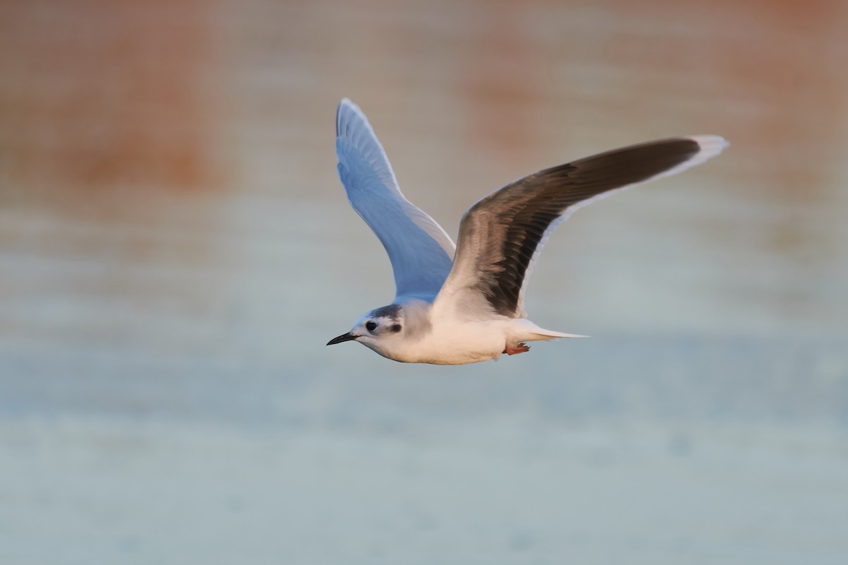 Little Gull - ML519972821