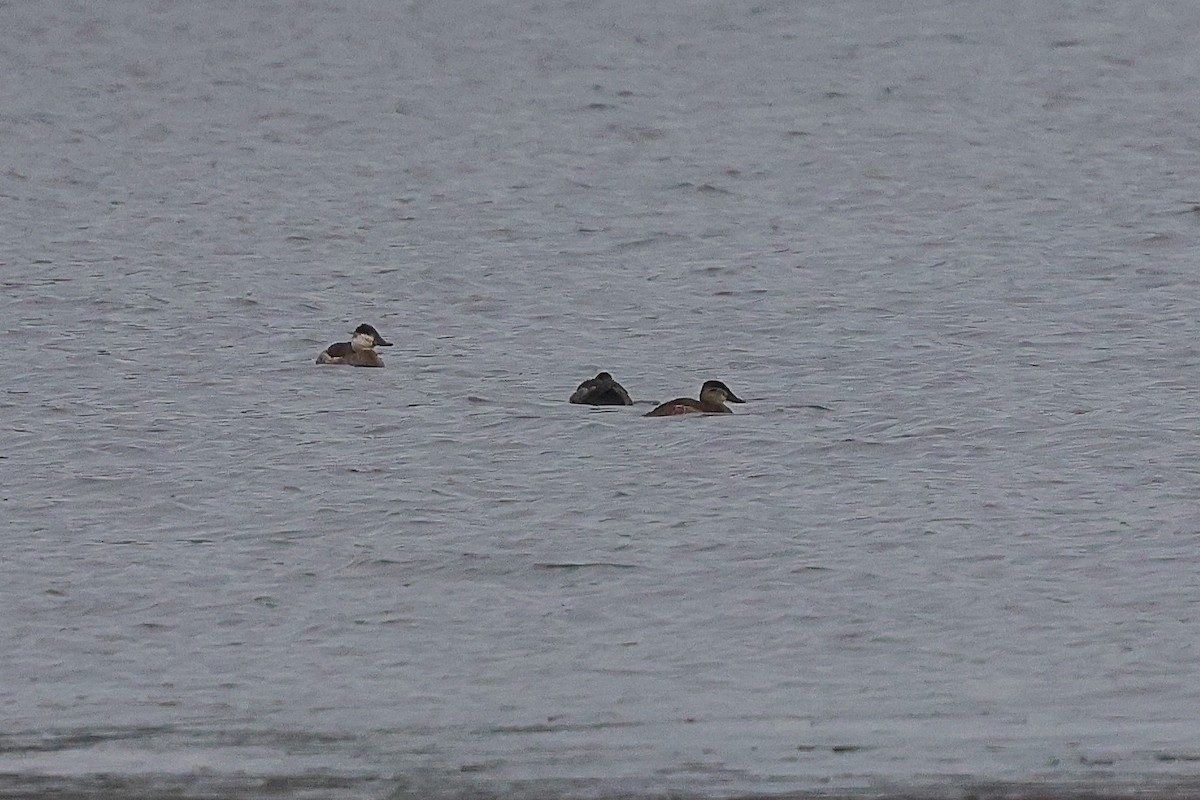 Ruddy Duck - Steven Mix