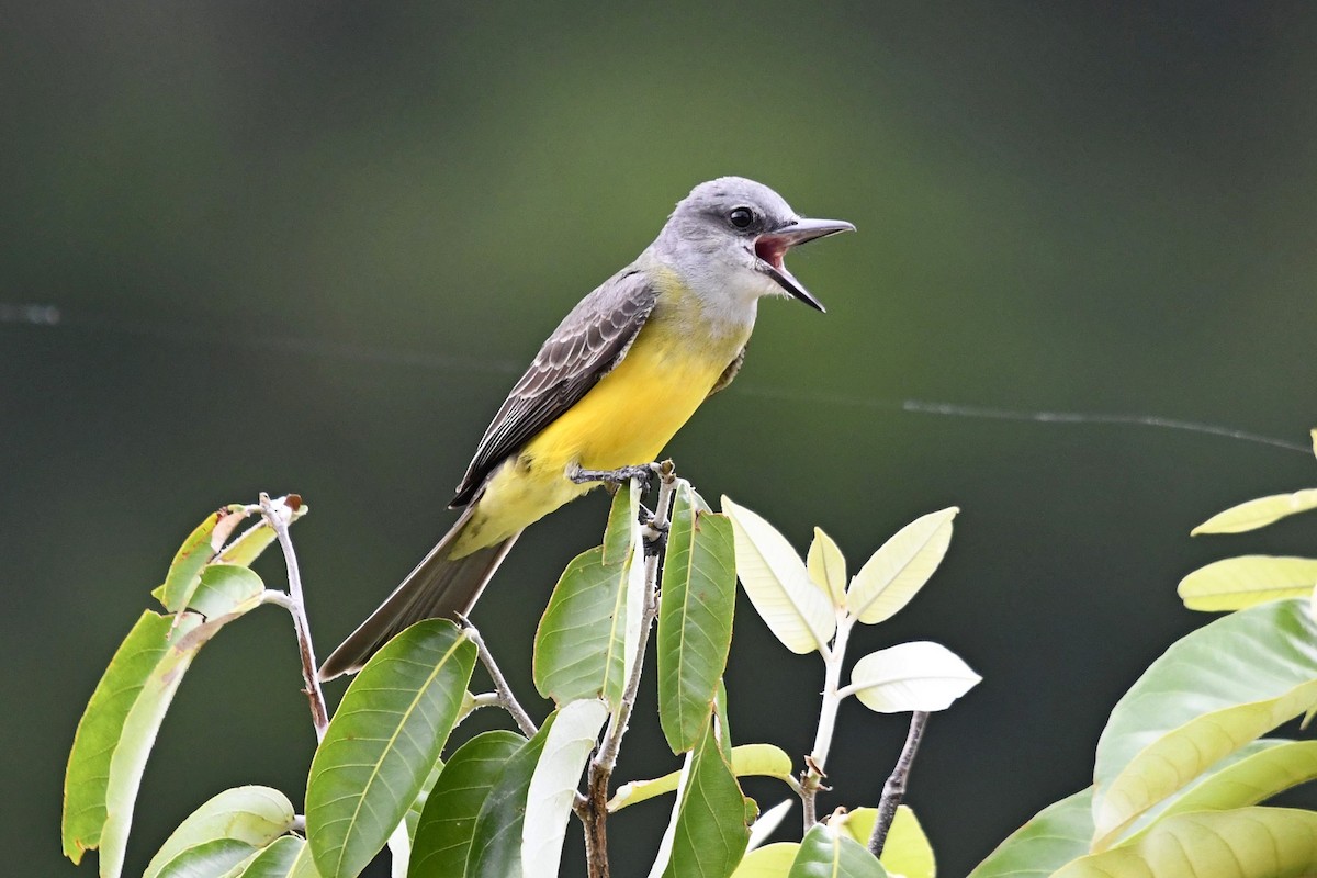 Tropical Kingbird - Fernando Cediel Nacumero Birding