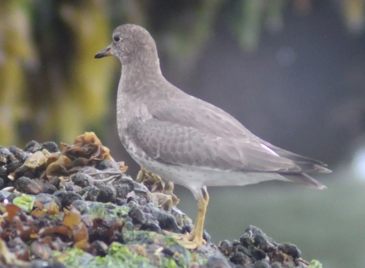 Surfbird - ML519976441