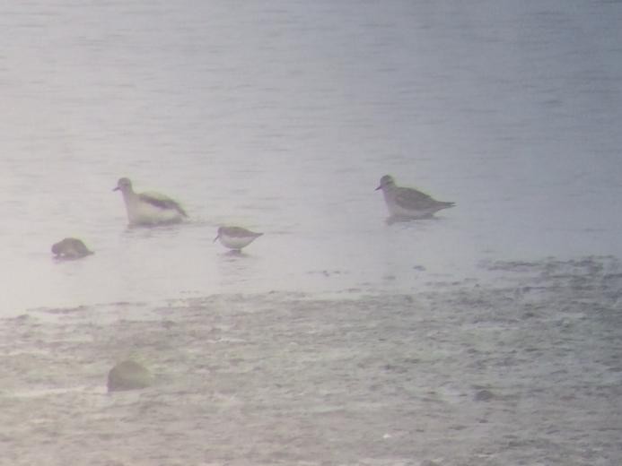 Black-bellied Plover - ML519976531