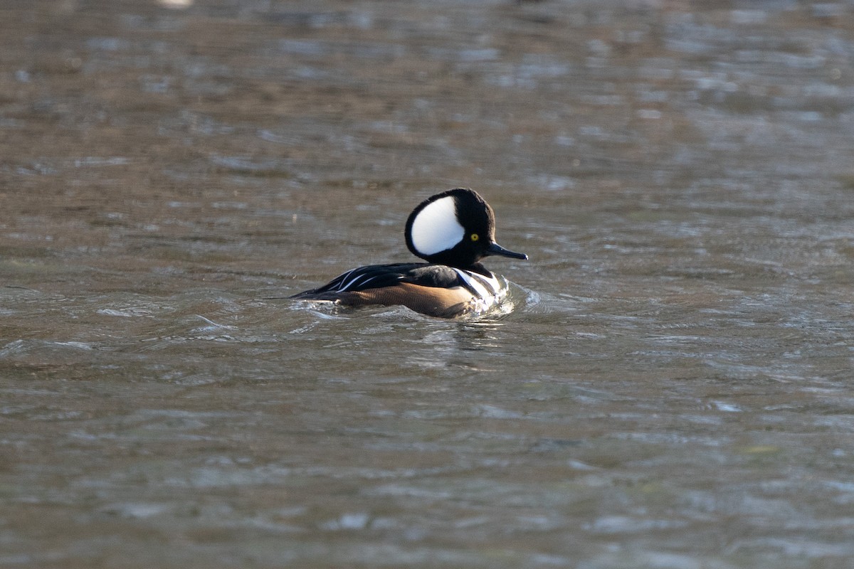 Hooded Merganser - ML519976951