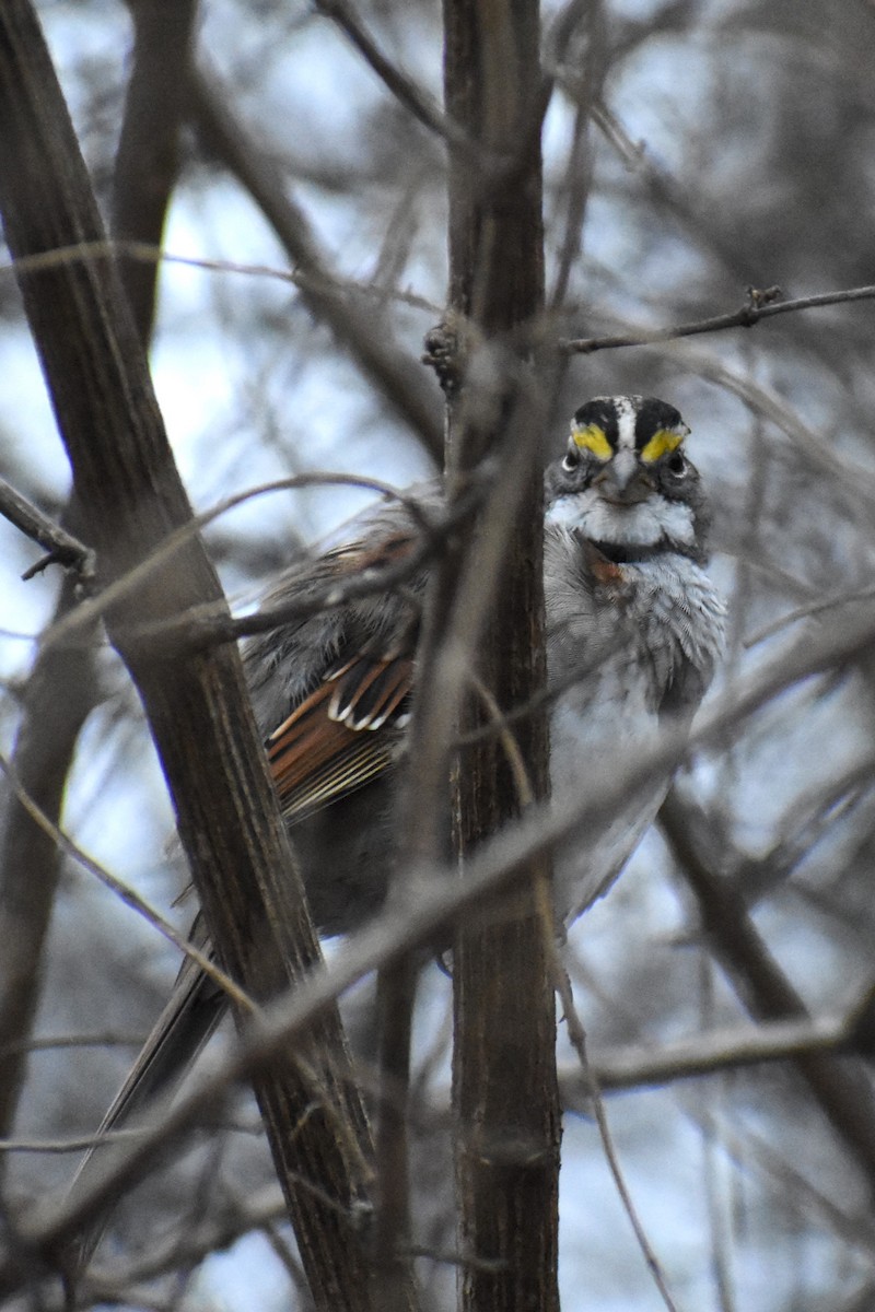 White-throated Sparrow - ML519978061