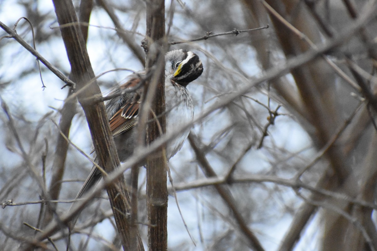 White-throated Sparrow - ML519978081