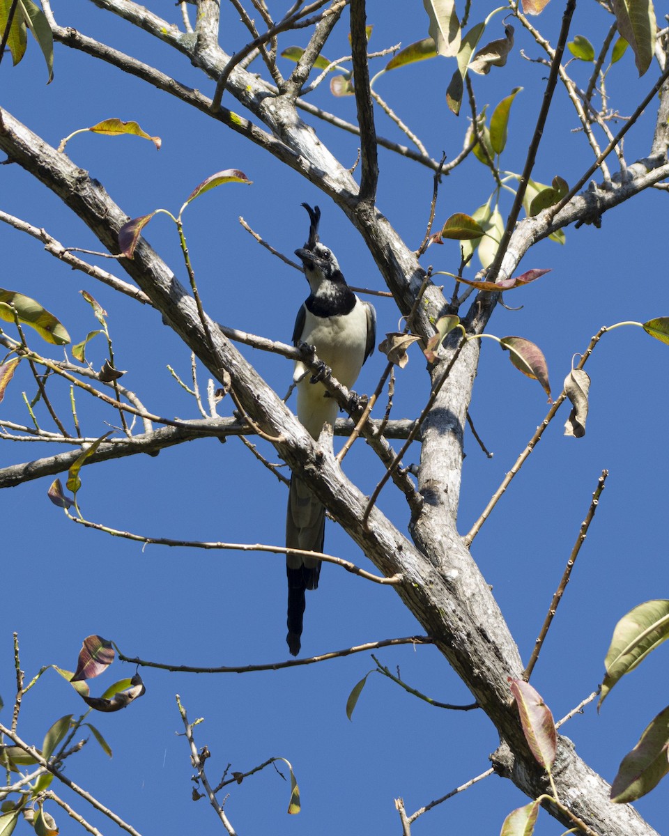 Black-throated x White-throated Magpie-Jay (hybrid) - ML519978121
