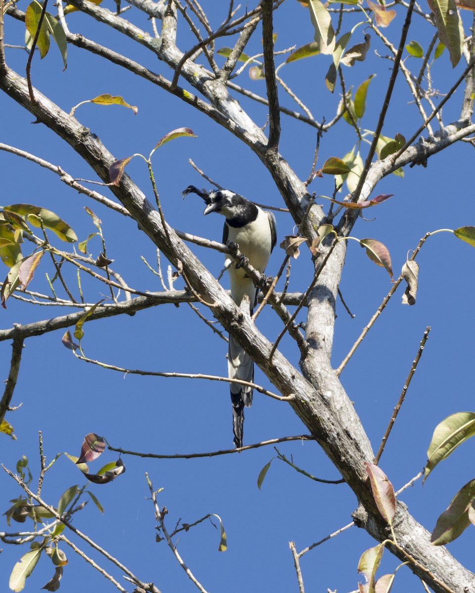 Black-throated x White-throated Magpie-Jay (hybrid) - ML519978131