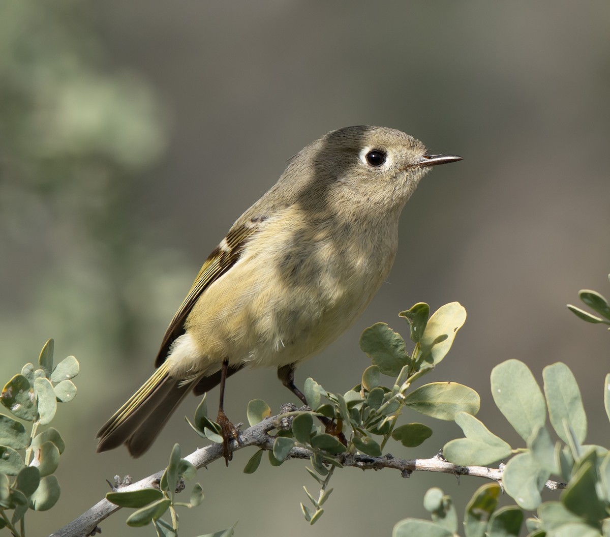 Ruby-crowned Kinglet - ML519978251