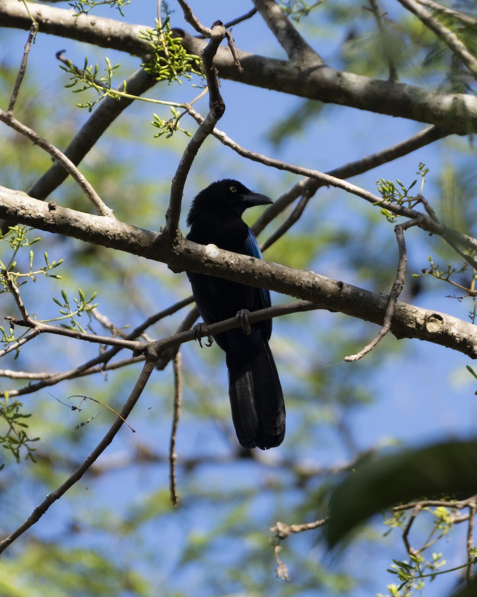 San Blas Jay - Alán Palacios