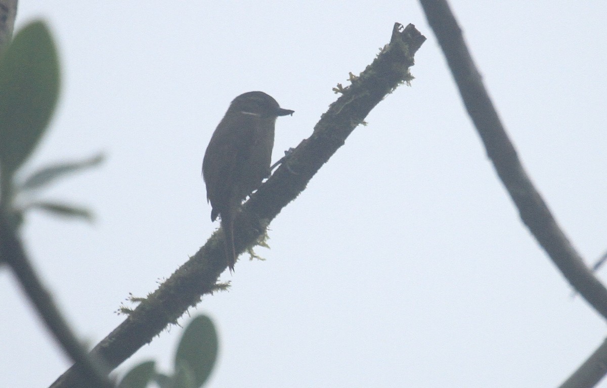 Wedge-billed Woodcreeper - ML519979701