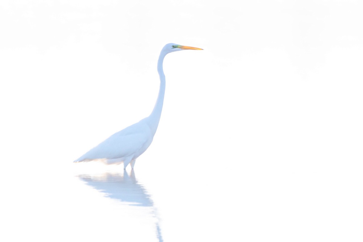 Great Egret - ML519979971