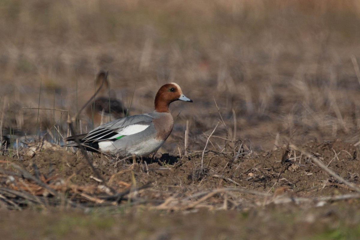 Eurasian Wigeon - ML519980061