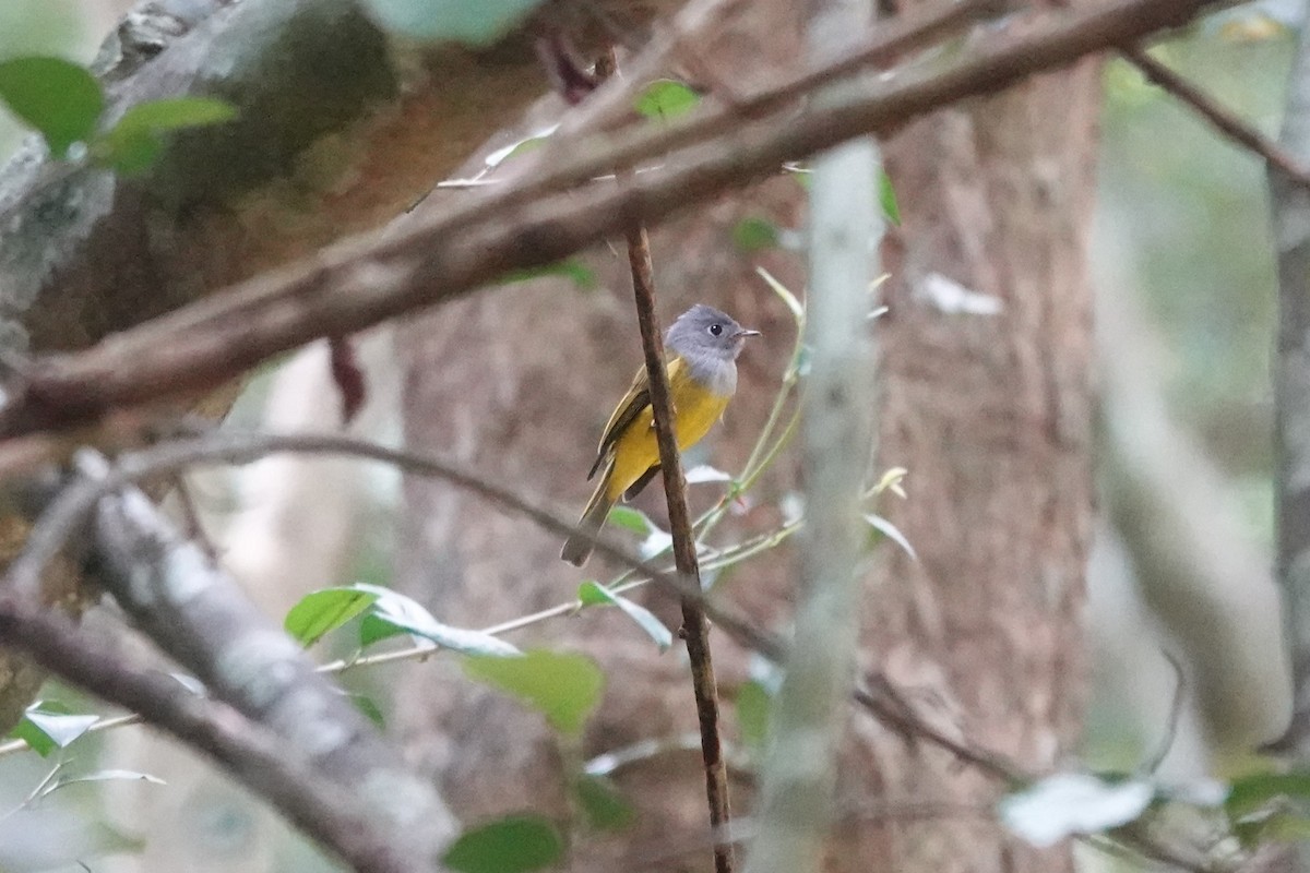 Gray-headed Canary-Flycatcher - ML519980231