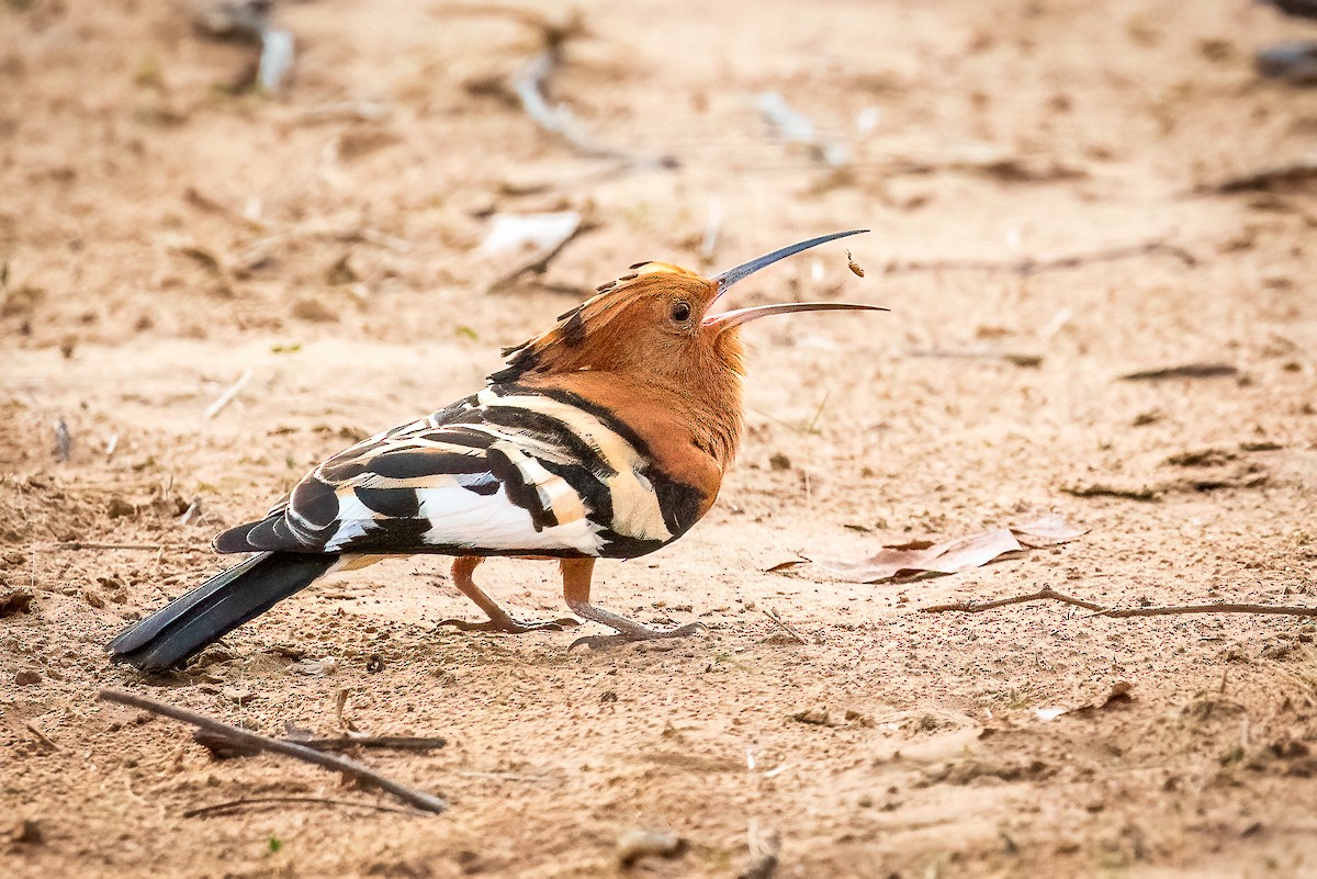 Eurasian Hoopoe (African) - ML519980951