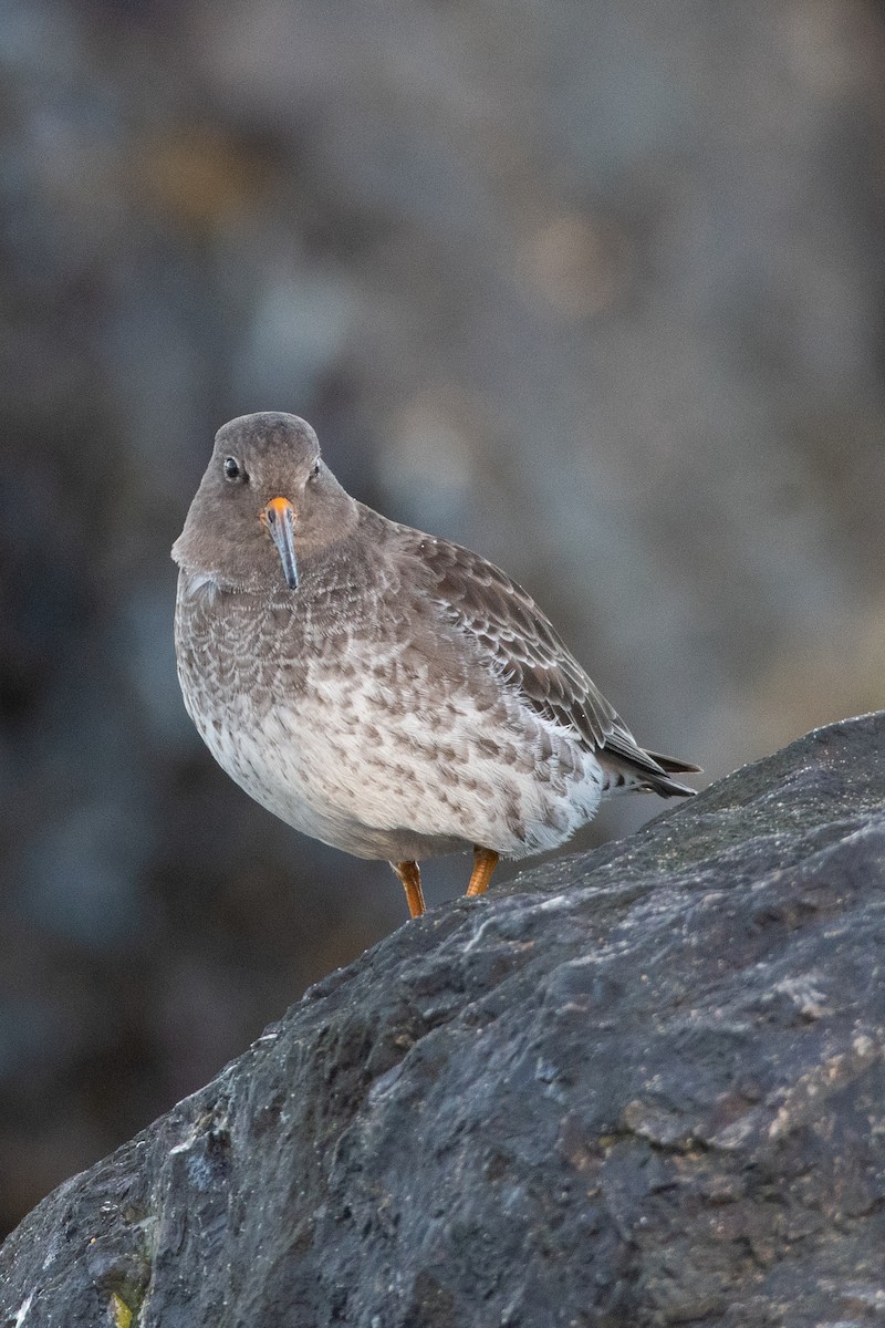 jespák mořský - ML519981391