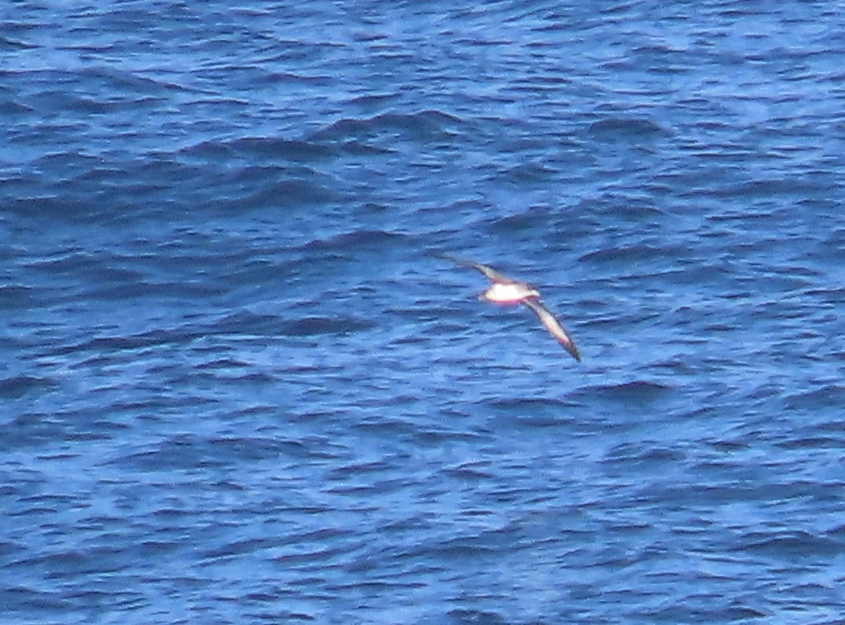 Pink-footed Shearwater - ML519981501