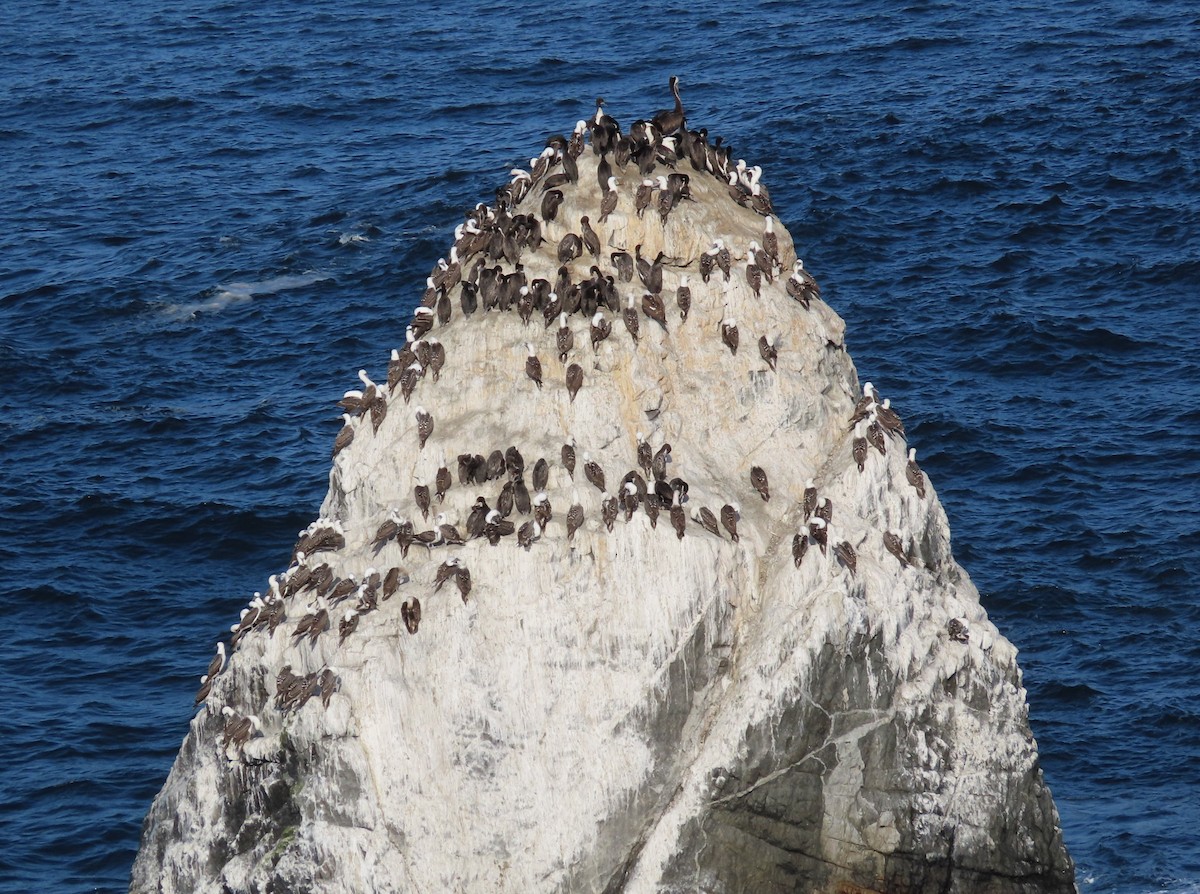 Peruvian Booby - ML519982101