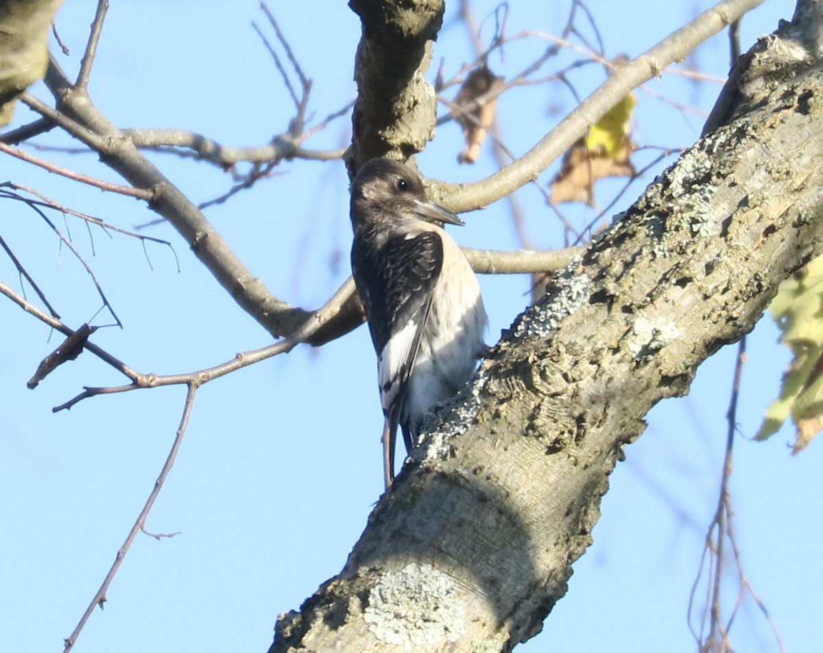 Red-headed Woodpecker - ML519982291