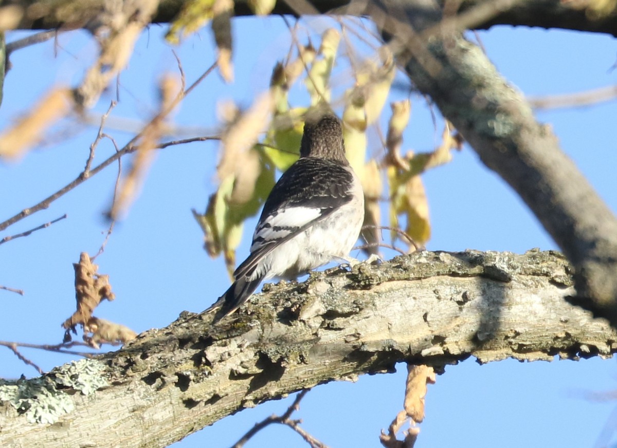 Red-headed Woodpecker - ML519982301