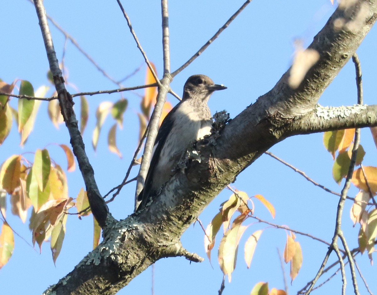 Red-headed Woodpecker - ML519982311