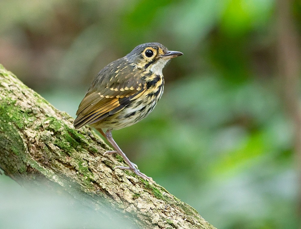 Streak-chested Antpitta - ML519982571