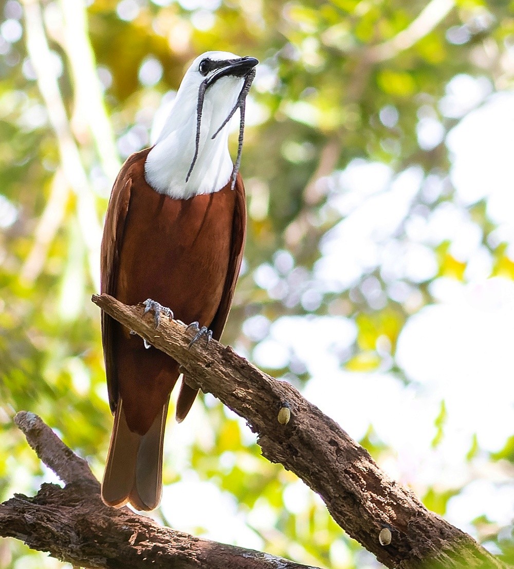 Three-wattled Bellbird - ML519982671