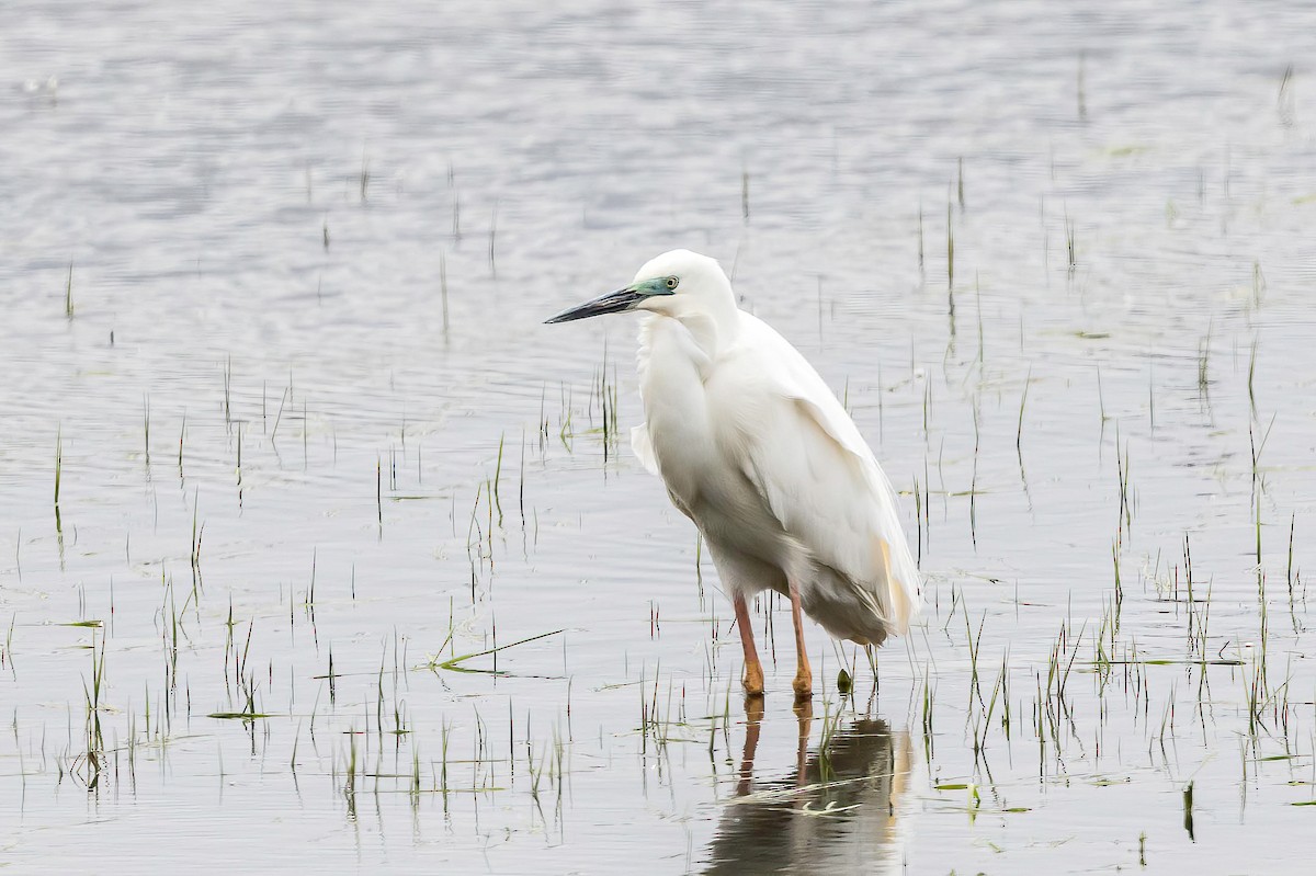 Great Egret - ML519983721