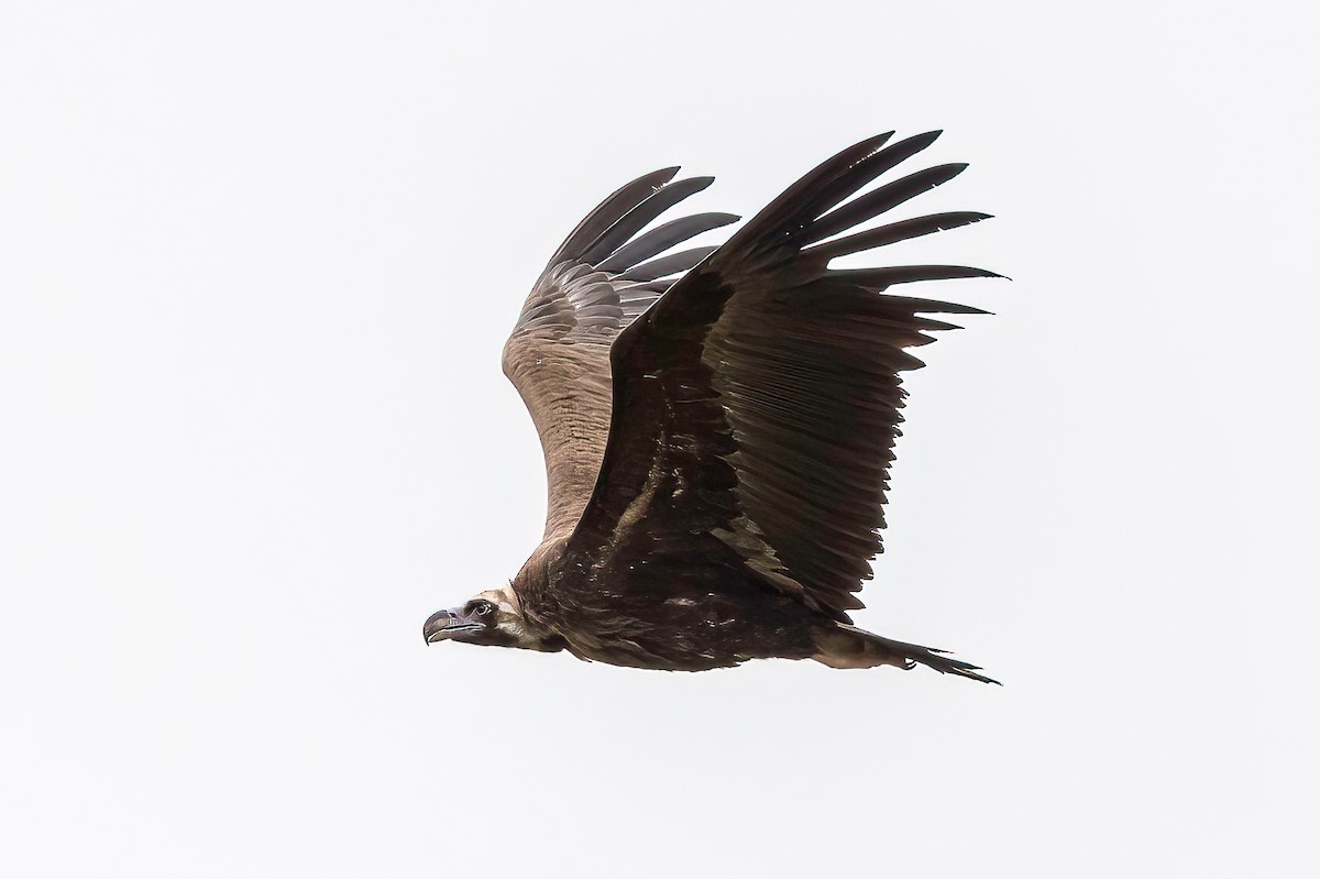 Cinereous Vulture - ML519983851