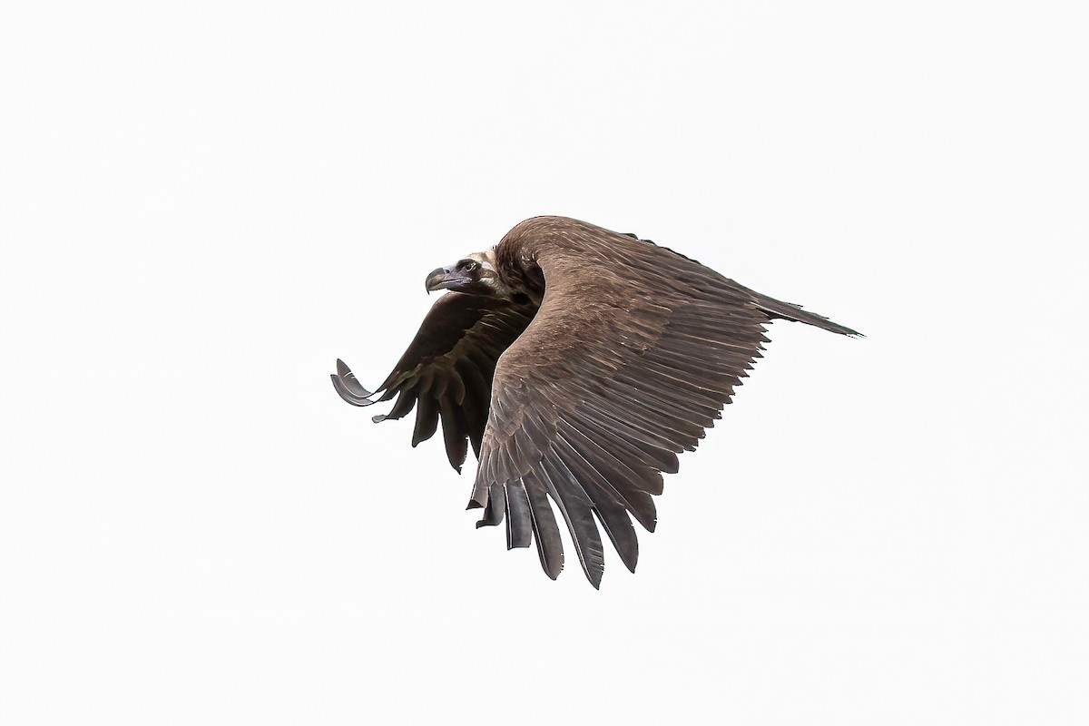 Cinereous Vulture - ML519983861