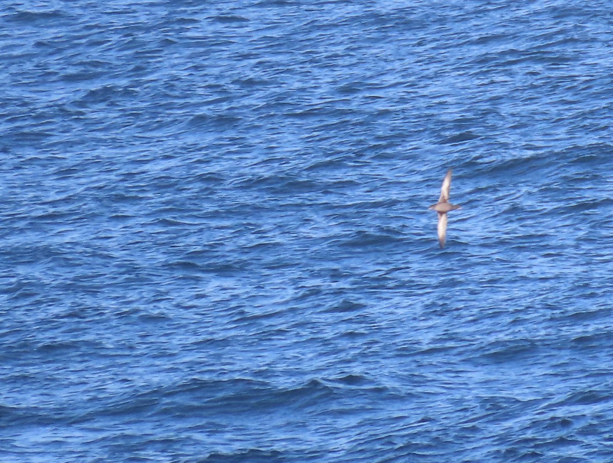 Sooty Shearwater - ML519984211