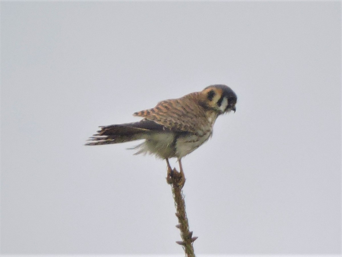 American Kestrel - Michael Clay