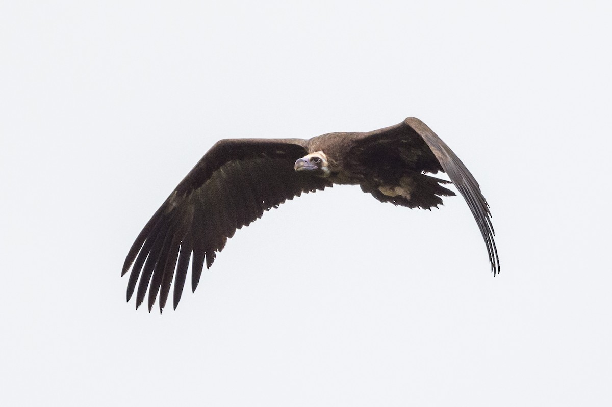 Cinereous Vulture - ML519984851
