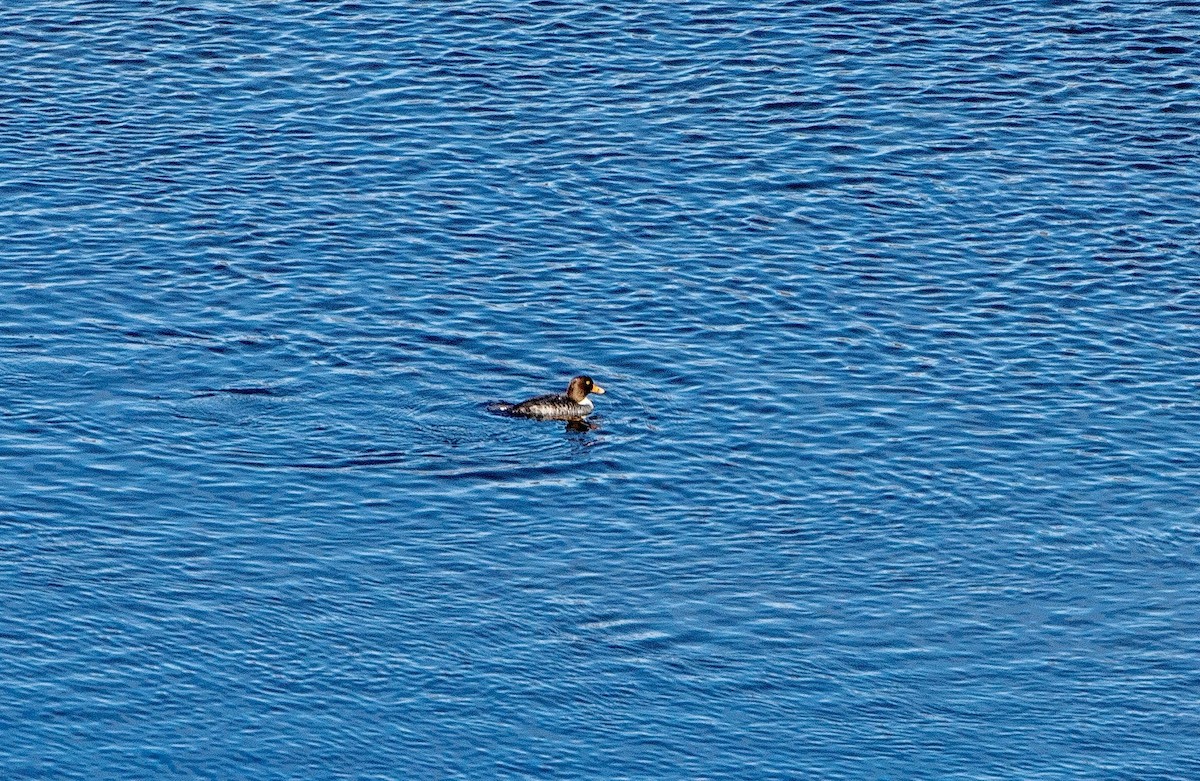 Barrow's Goldeneye - ML519984981