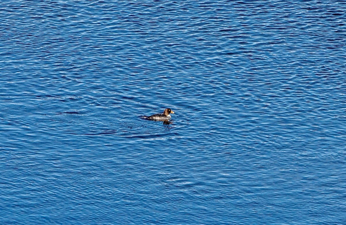 Barrow's Goldeneye - ML519984981