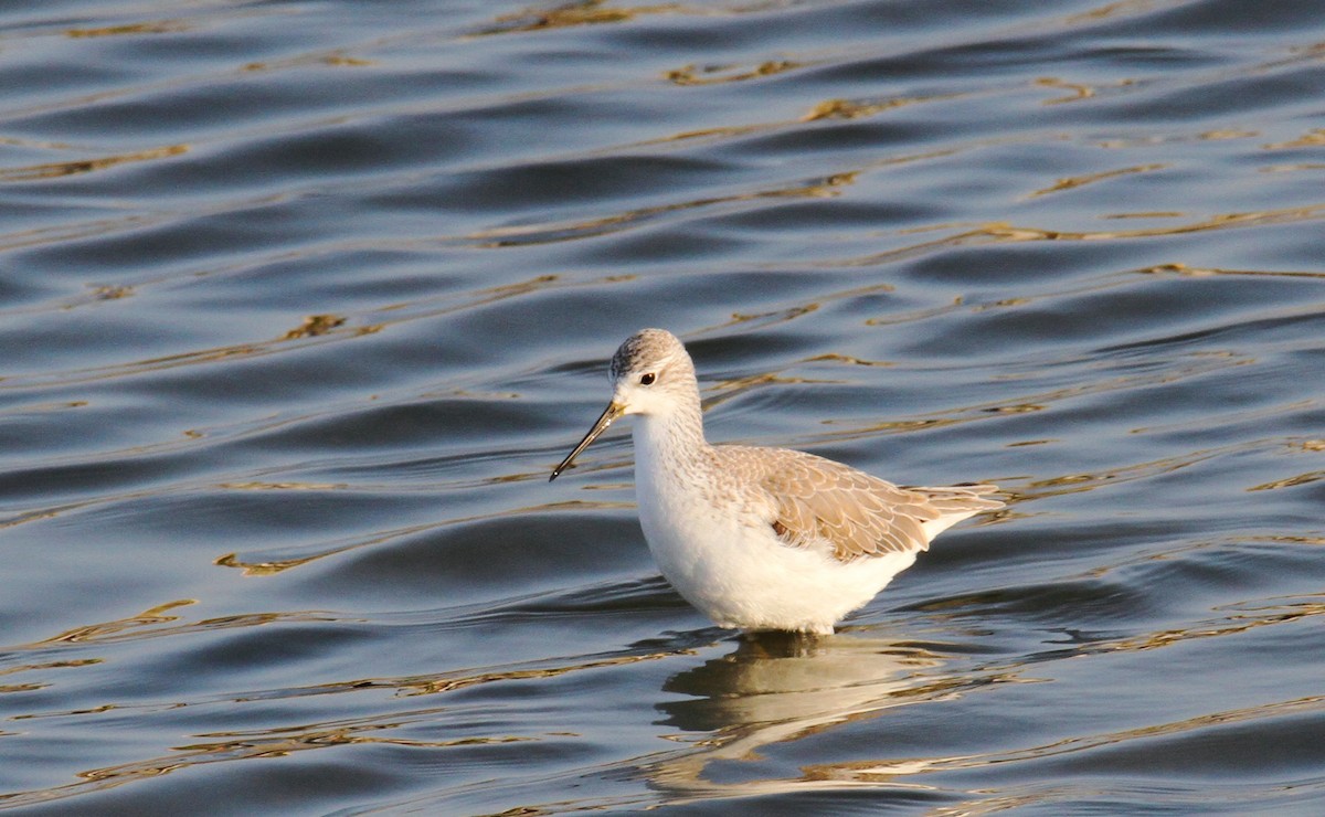 Marsh Sandpiper - ML519985851