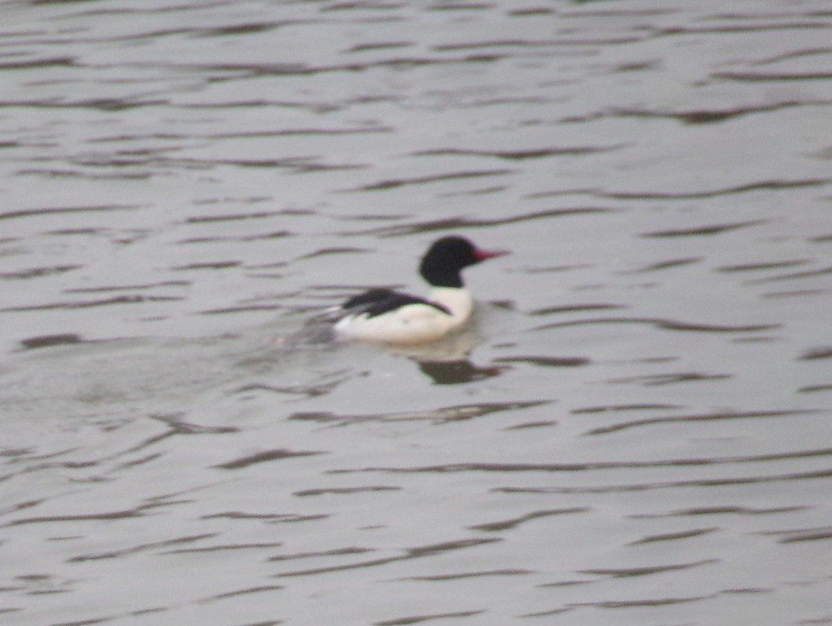 Common Merganser - ML519986241