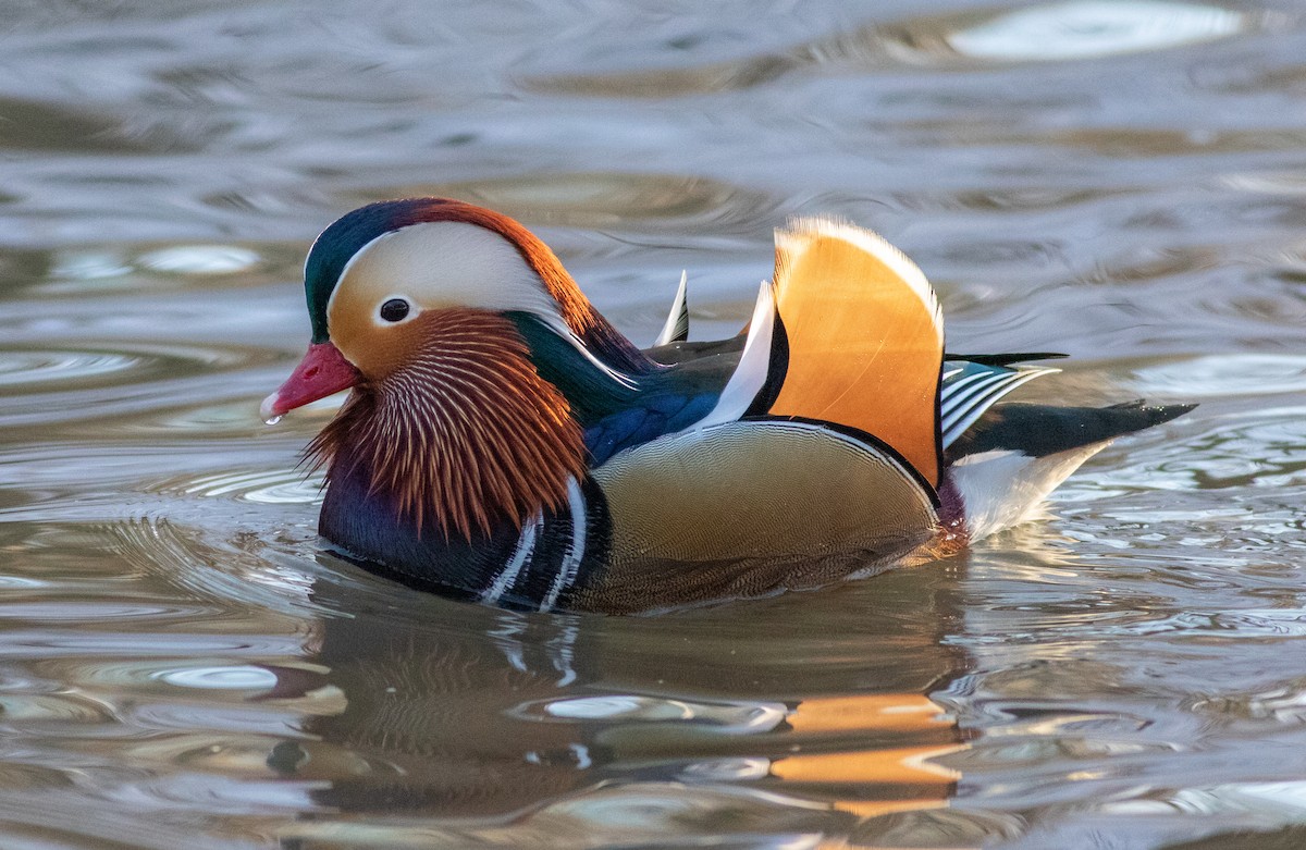 Mandarin Duck - ML519986411