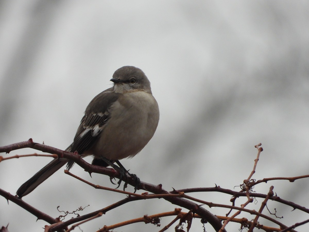 Northern Mockingbird - ML519986441