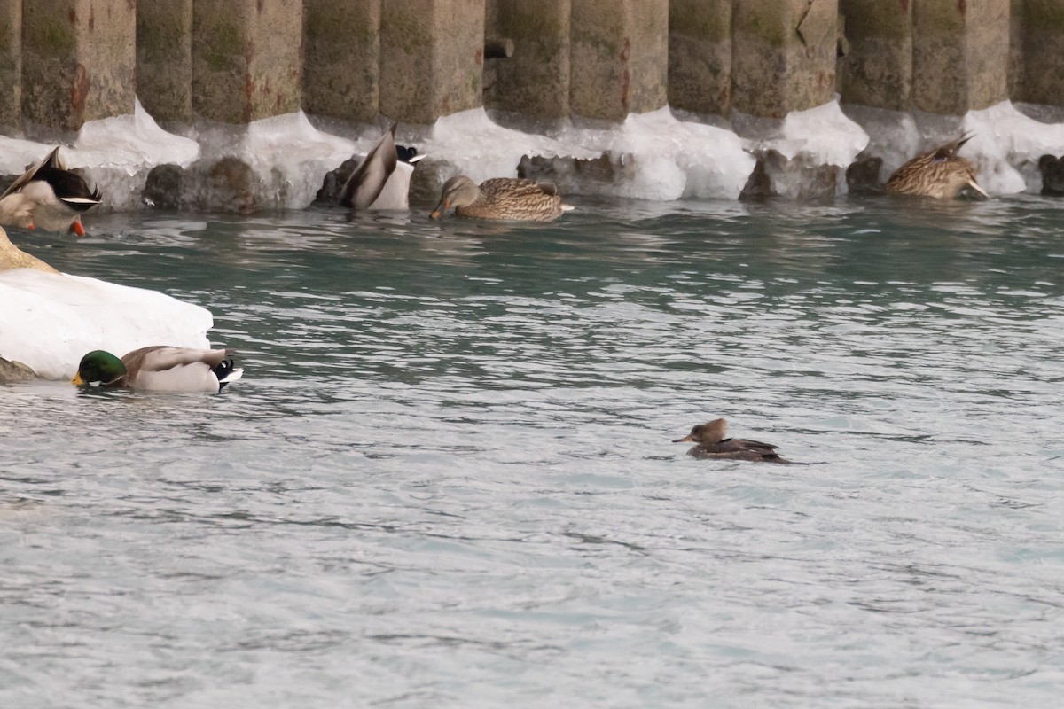 Hooded Merganser - ML519988091