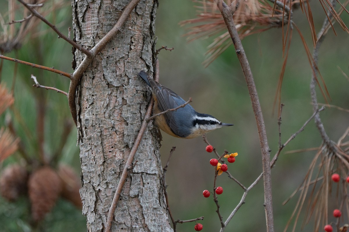 Red-breasted Nuthatch - ML519988331