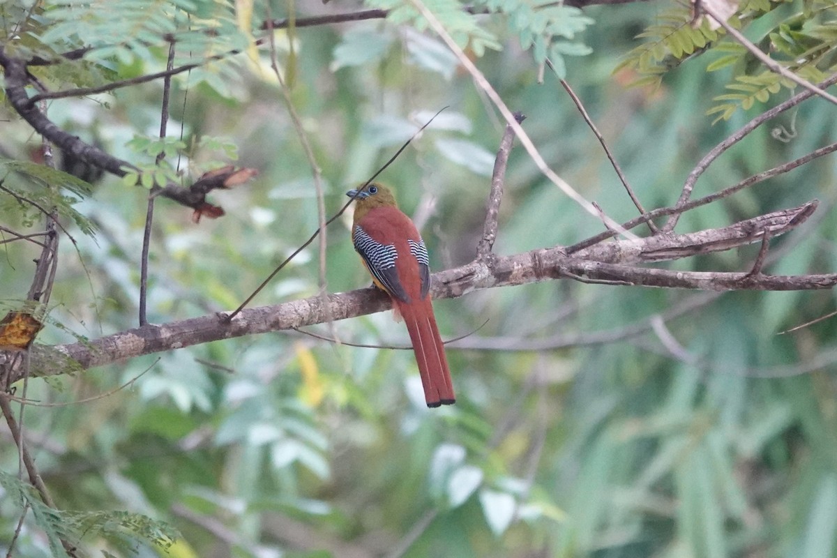 trogon oranžovoprsý - ML519989091