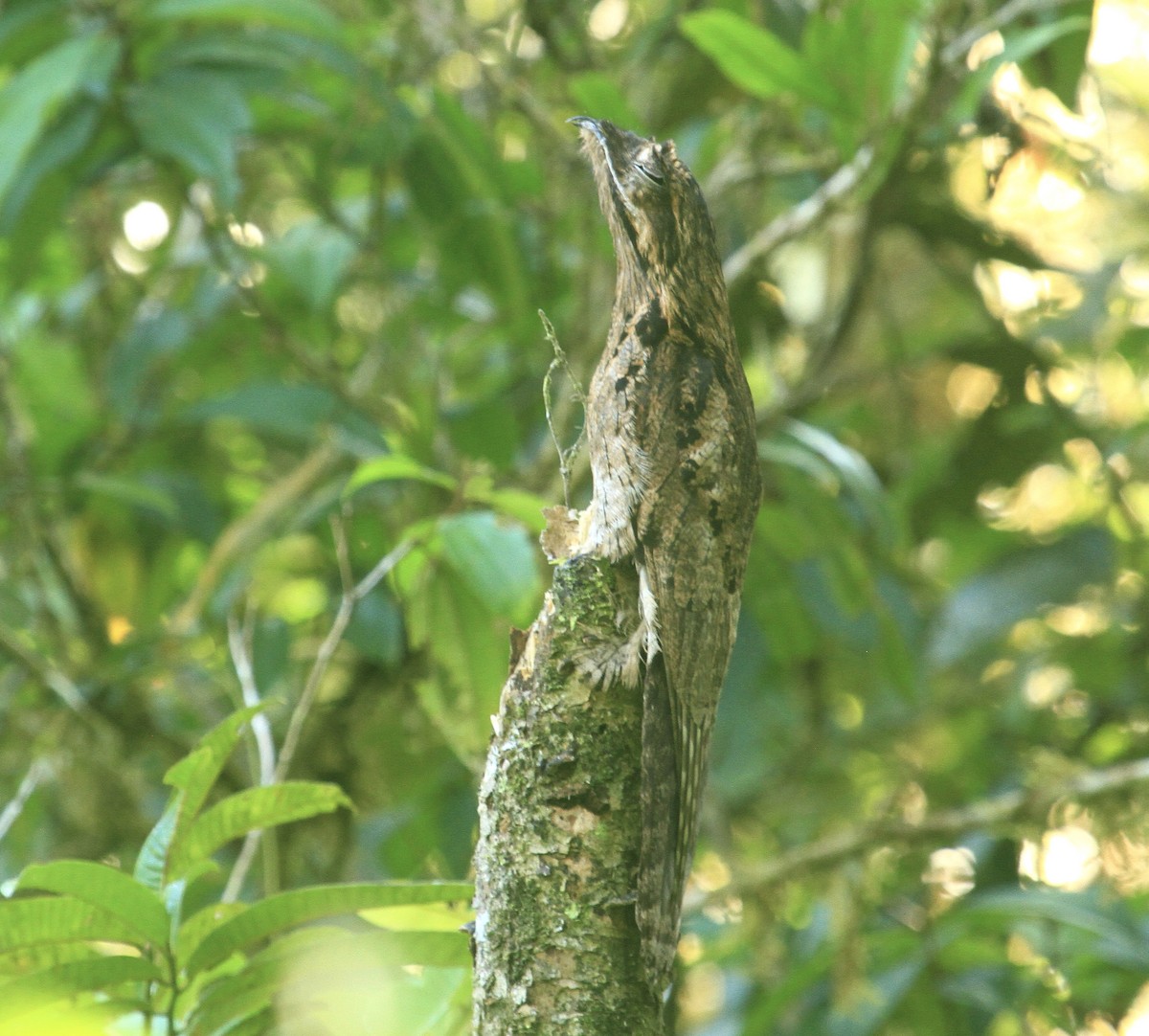 Common Potoo - Esme Rosen