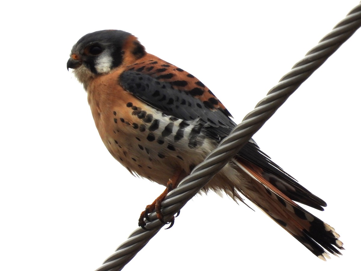 American Kestrel - ML519992011