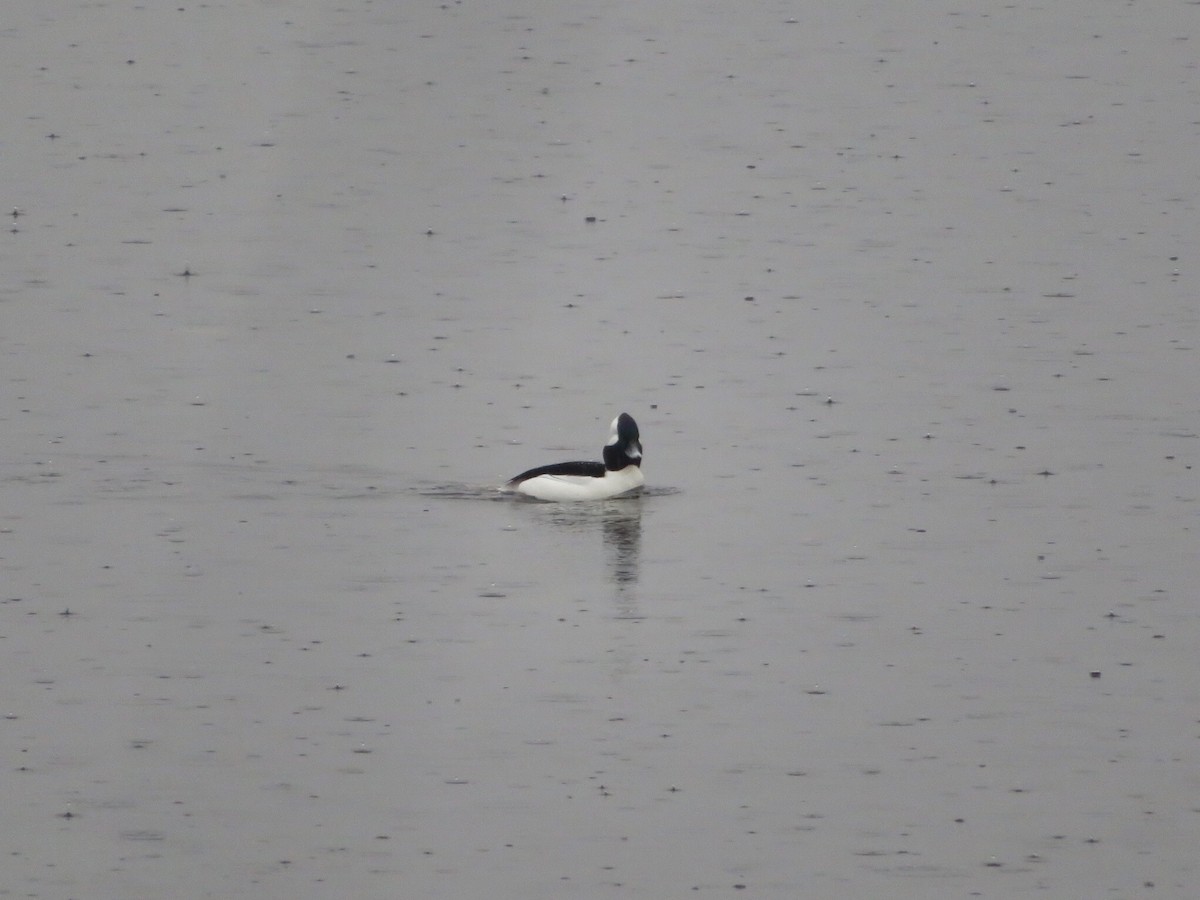 Bufflehead - Deb Caron