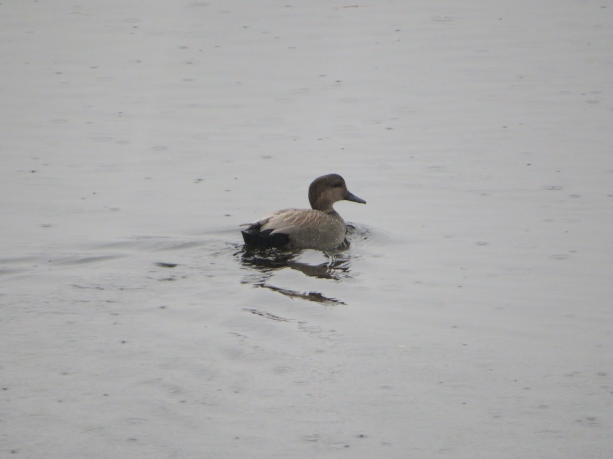 Gadwall - Deb Caron