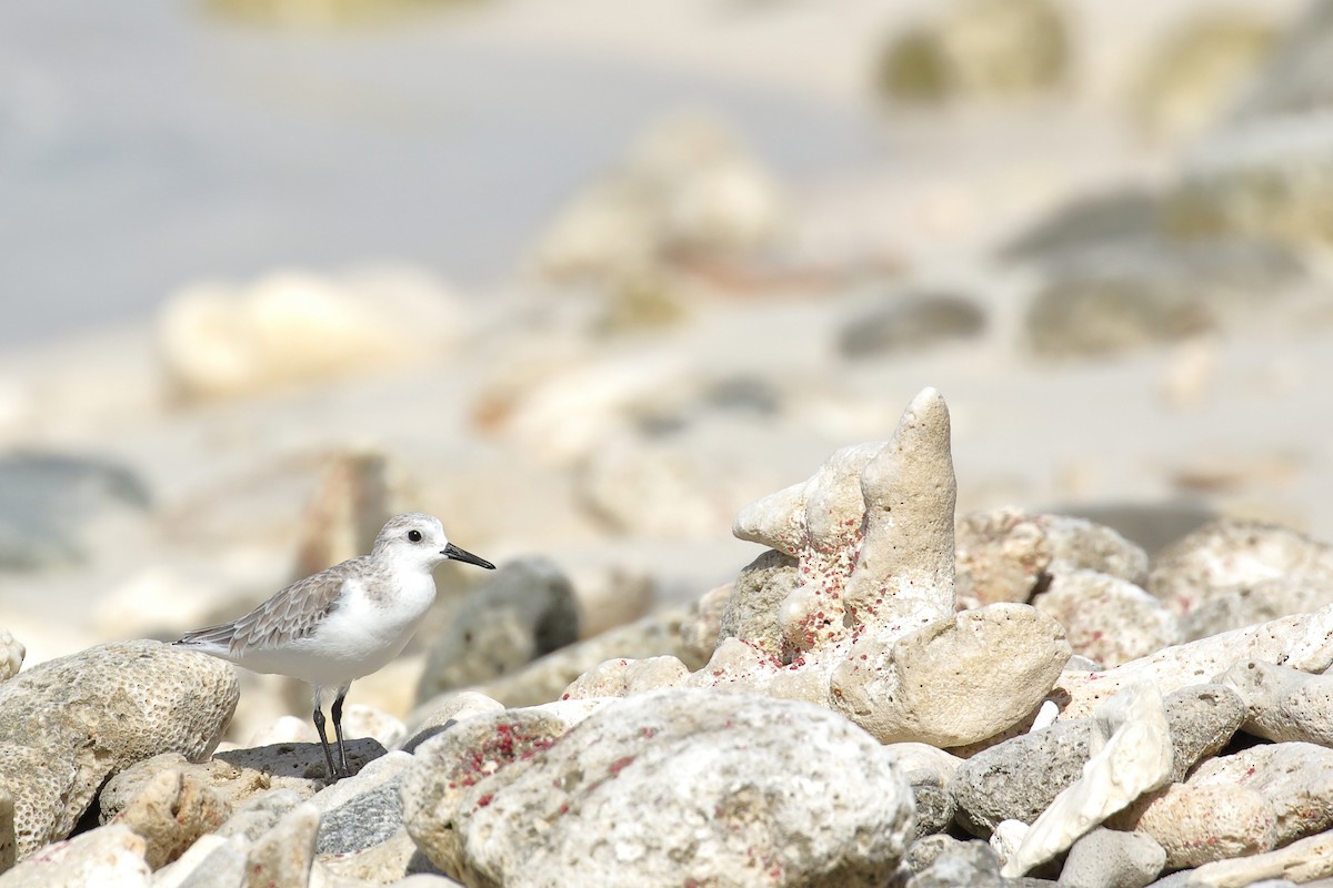 Sanderling - ML519993451