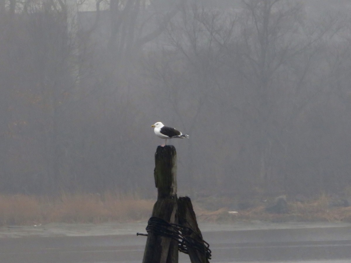 Great Black-backed Gull - ML519993551