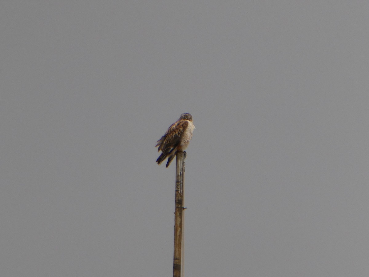 Ferruginous Hawk - J Joseph