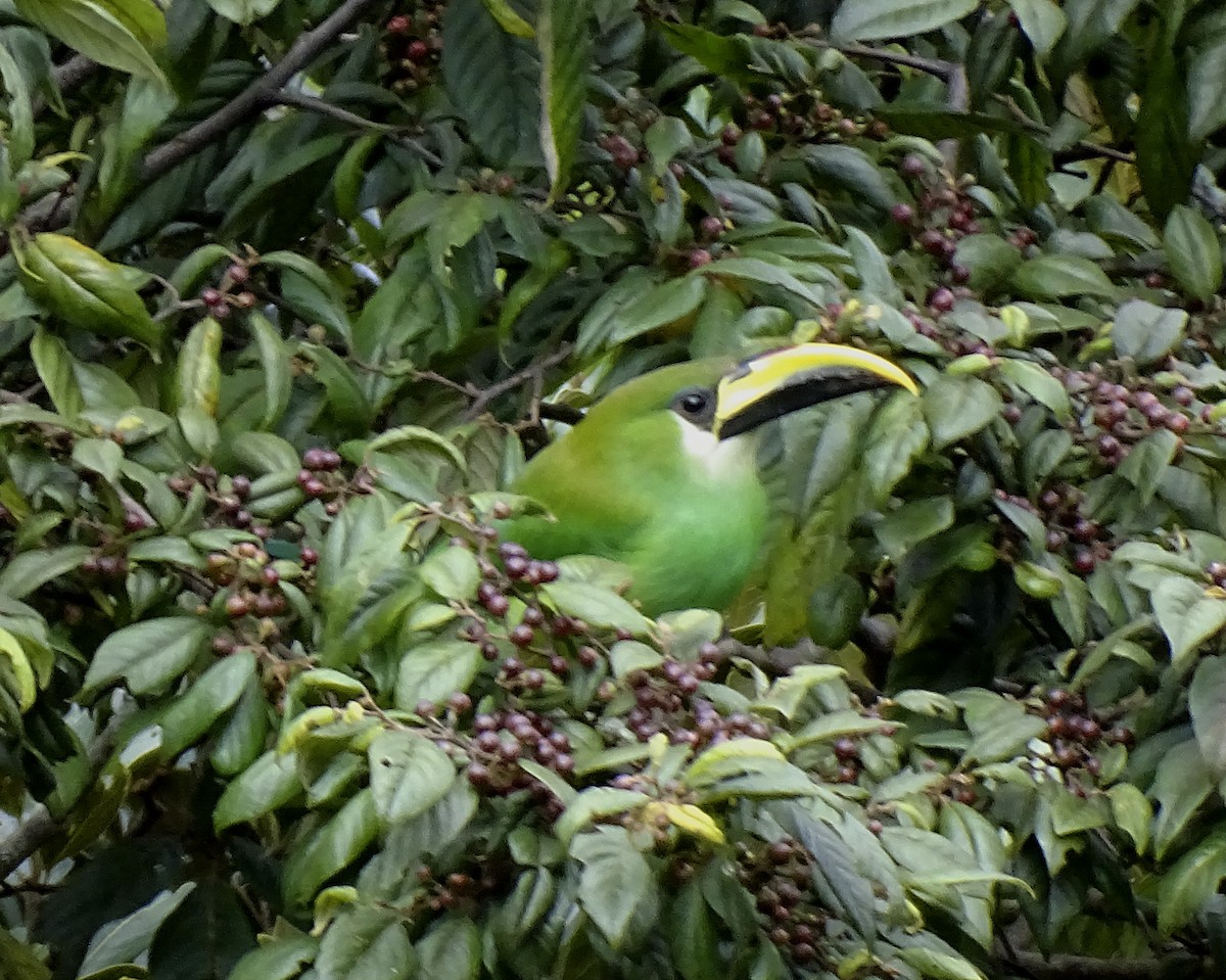 Northern Emerald-Toucanet - ML519993901