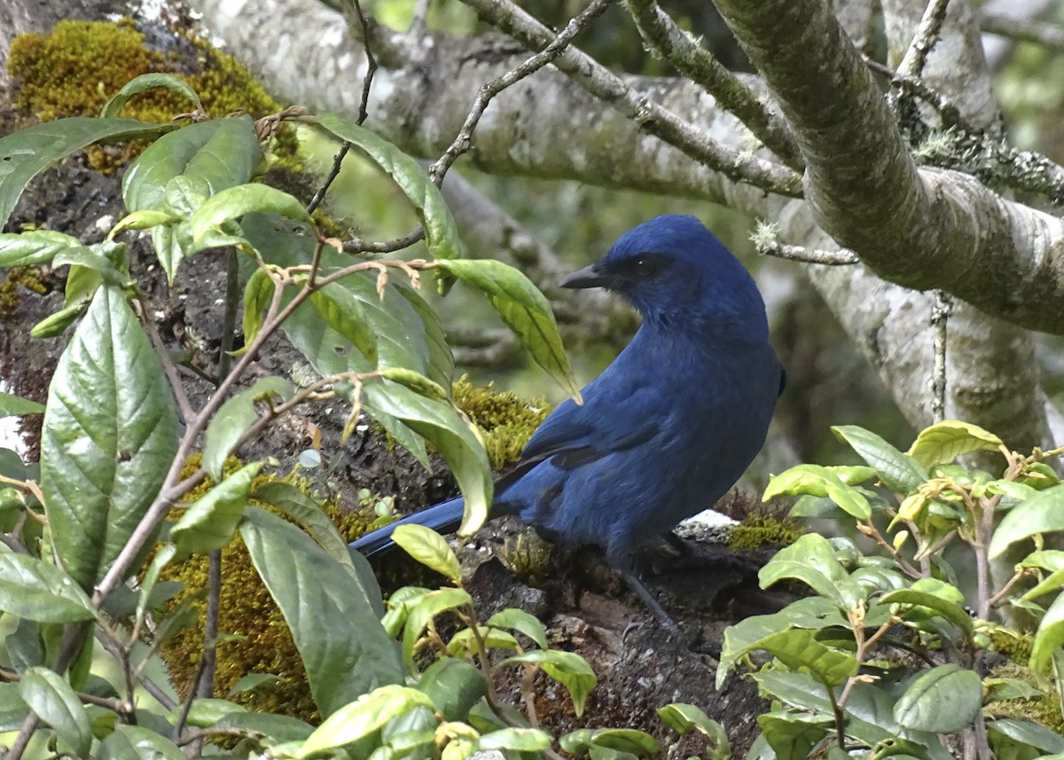 Unicolored Jay - ML519994201